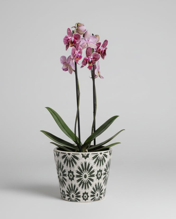 Orquídea Médio (Sem Vaso)