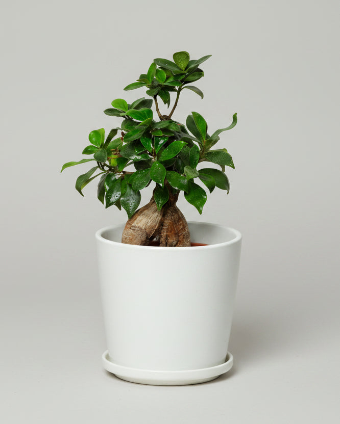 Bonsai com Vaso de Cerâmica