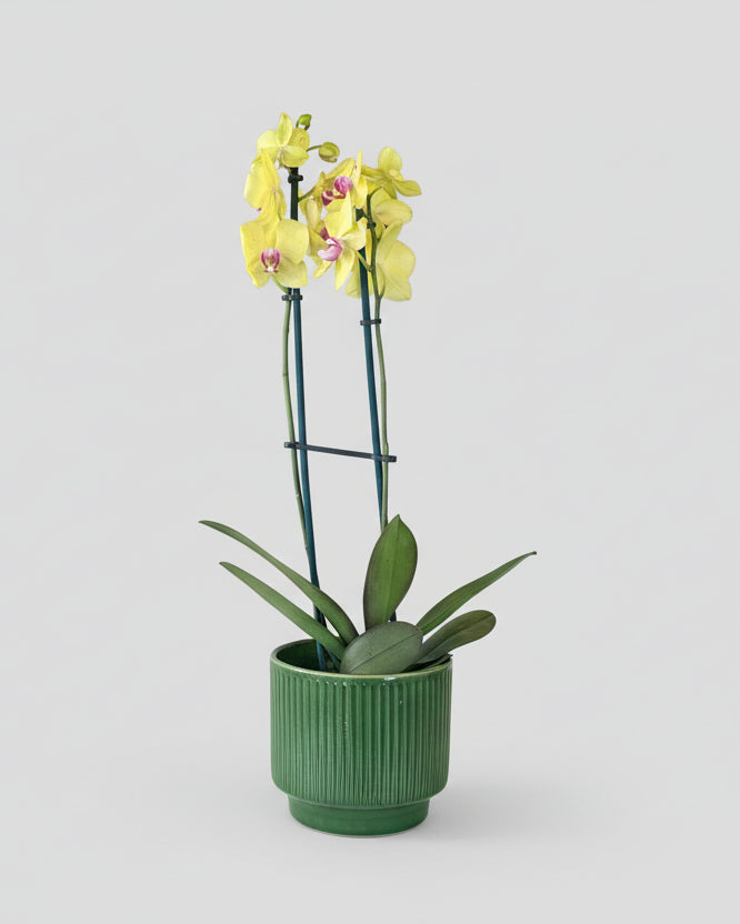 Orquídea Grandes