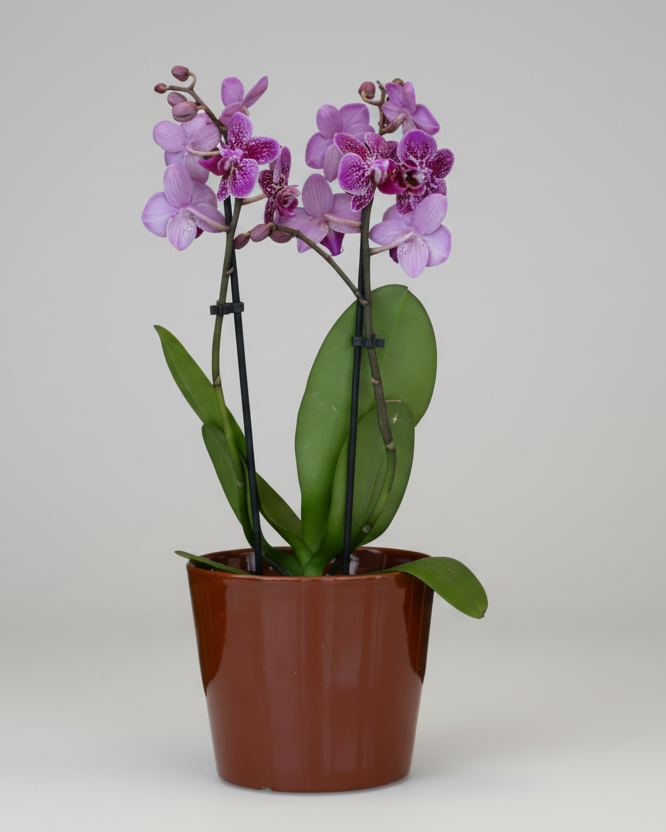 Orquídea Com Vaso Ceramica