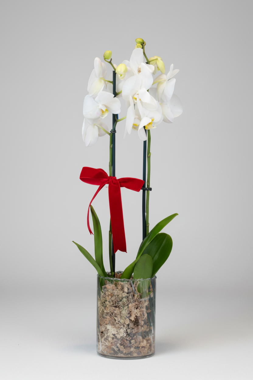 Orquídea Grande Com Vaso Transparente