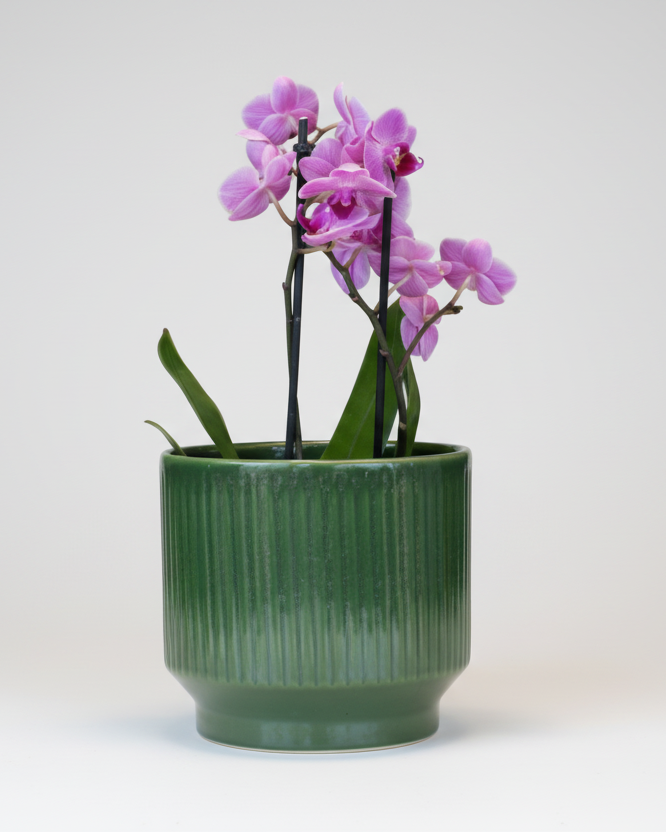 Orquídea Média com Vaso Cerâmica