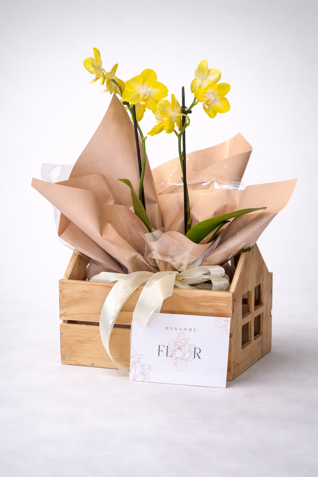 Orquídea Média