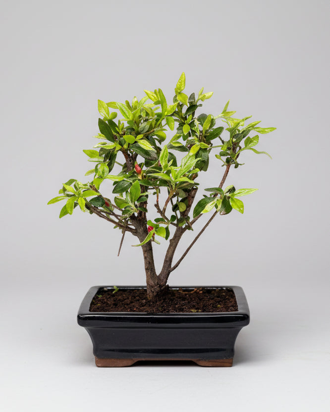 Bonsai Médio