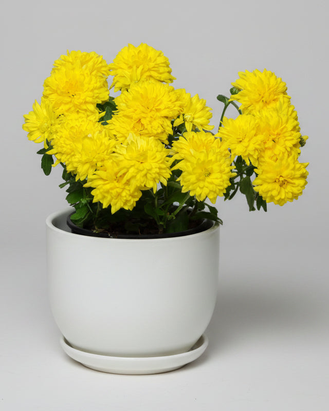 Margarida