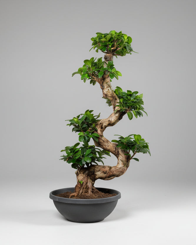 Bonsai Grande