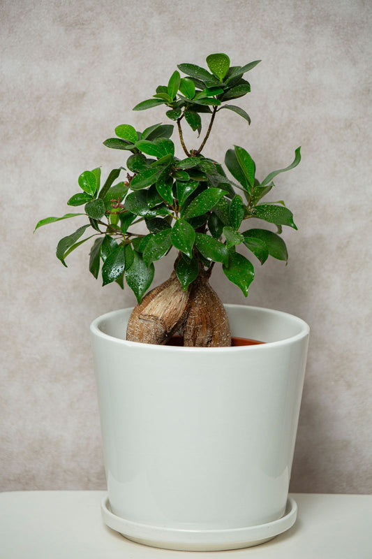 Suculenta com vaso cerâmica