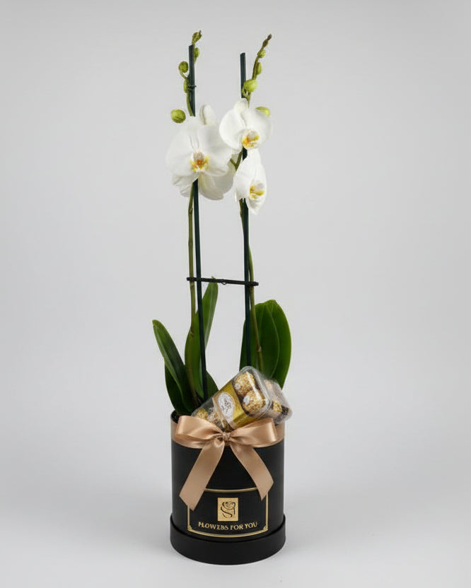 Orquídea com Chocolate