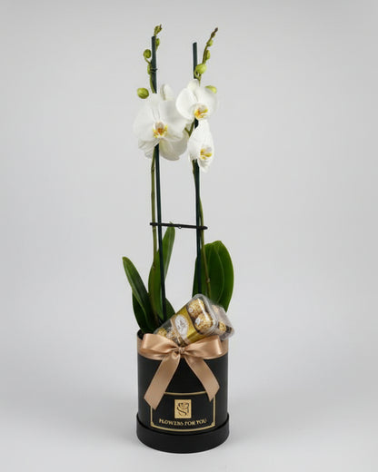 Orquídea com Chocolate