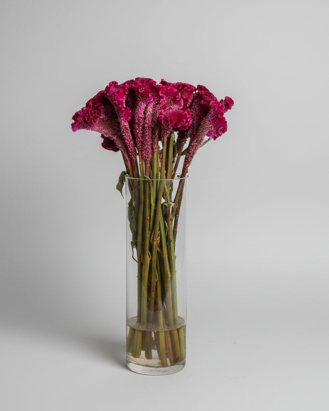 Flor Crista de Galo