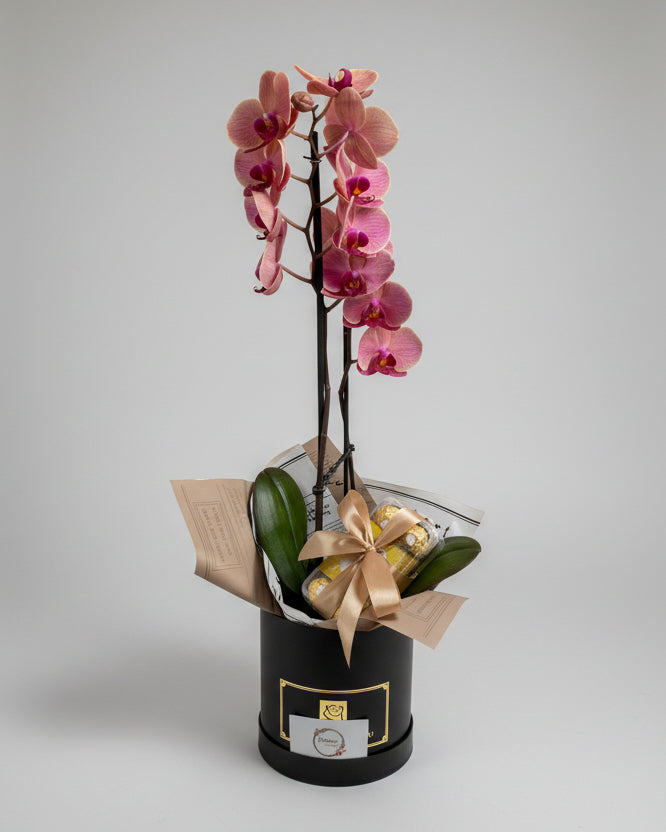 Orquídea com Chocolate