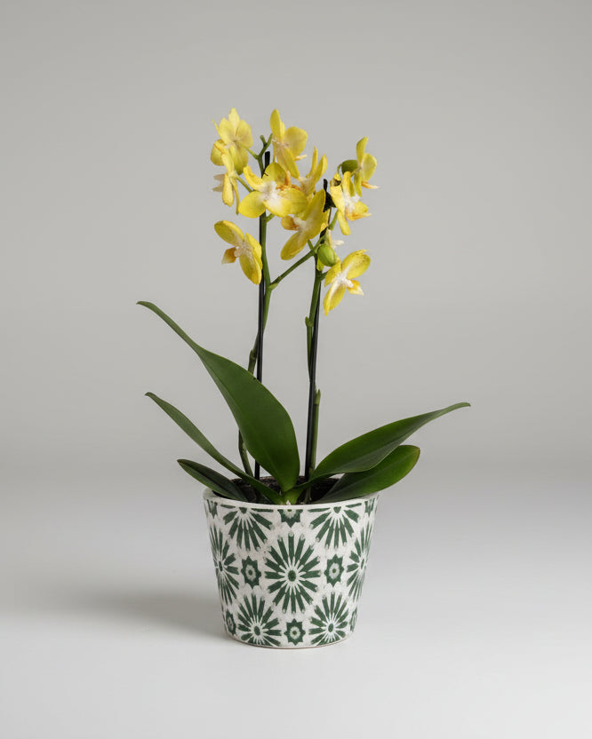 Orquídea Médio (Sem Vaso)