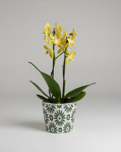 Orquídea Médio (Sem Vaso)