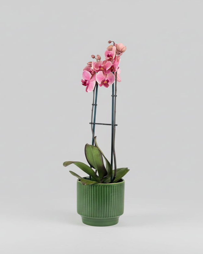 Orquídea Grandes