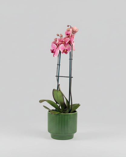 Orquídea Grandes