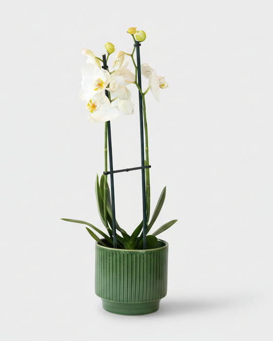Orquídea Grandes