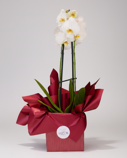 Box Com Orquídea