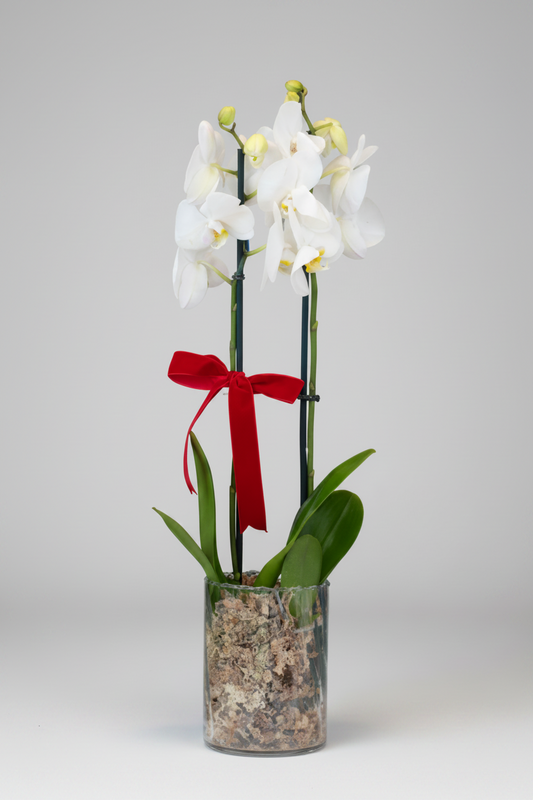 Orquídea Grande Com Vaso Transparente