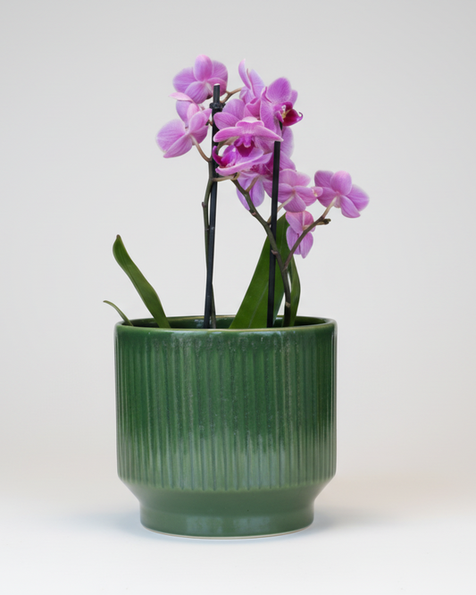 Orquídea Média com Vaso Cerâmica