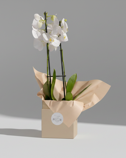 Box Com Orquídea