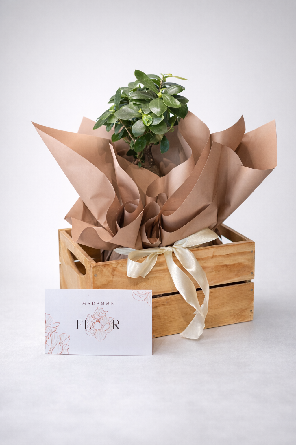Box Bonsai
