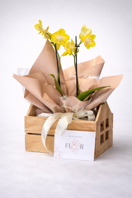 Orquídea Média