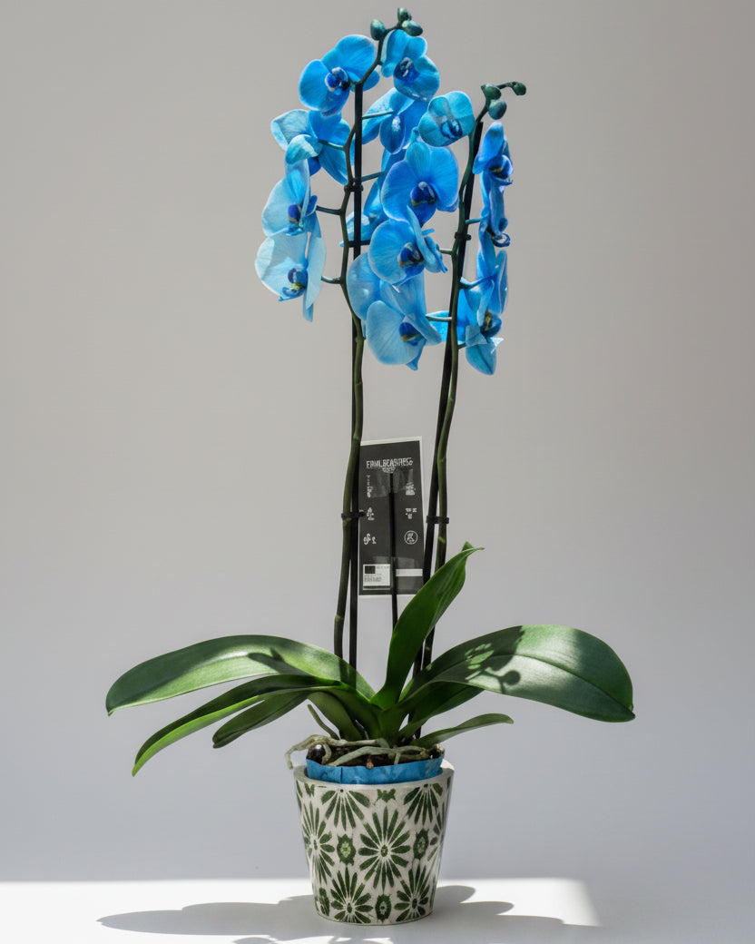 Orquídeas azuis