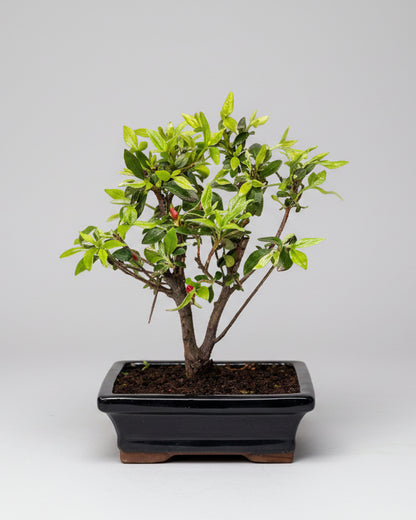 Bonsai Médio