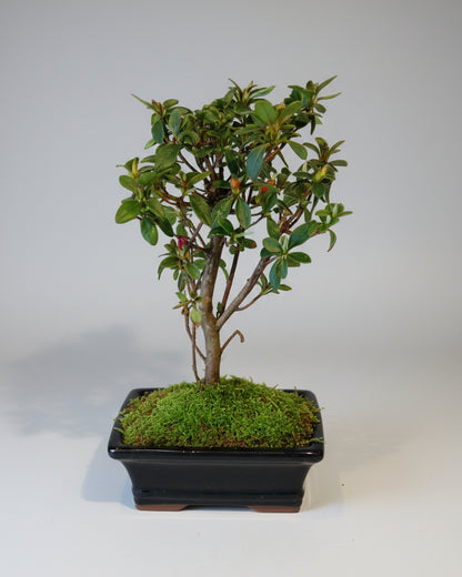 Bonsai Médio