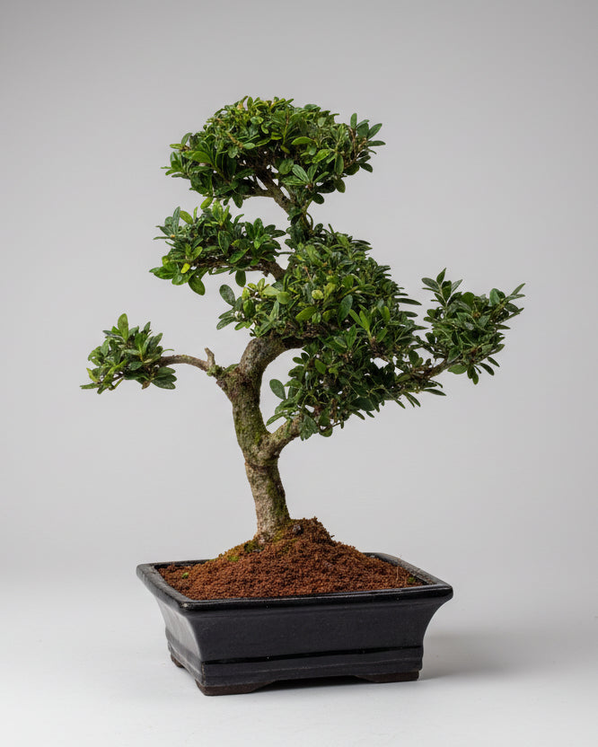 Bonsai Médio