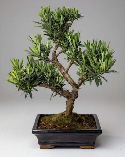 Bonsai Médio