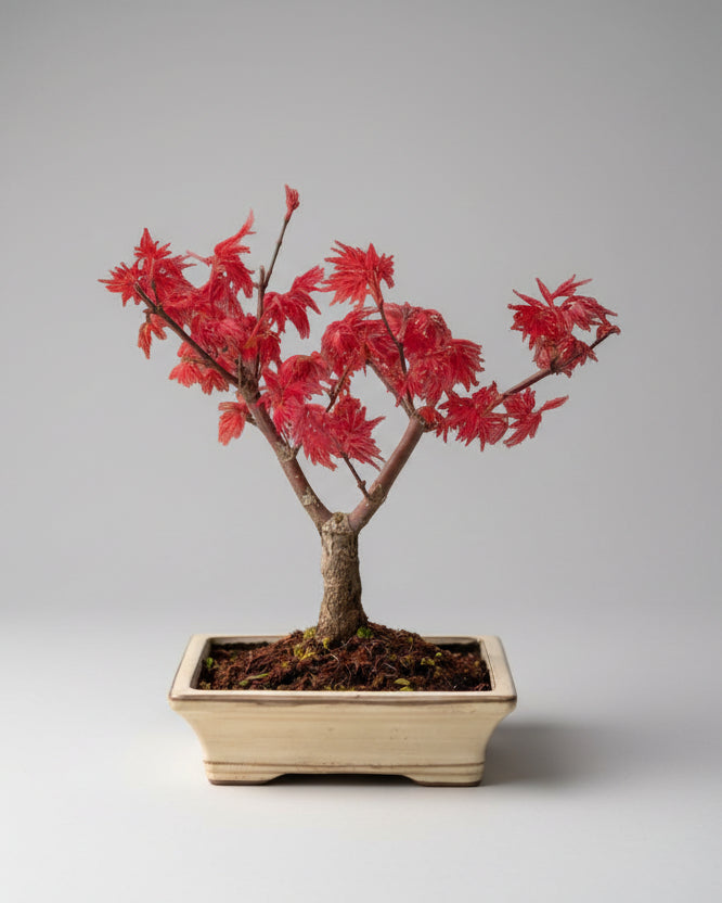 Bonsai Médio