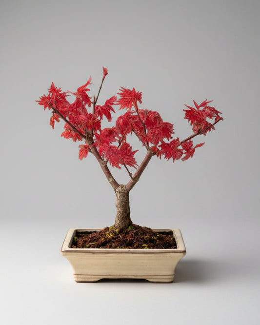 Bonsai Médio