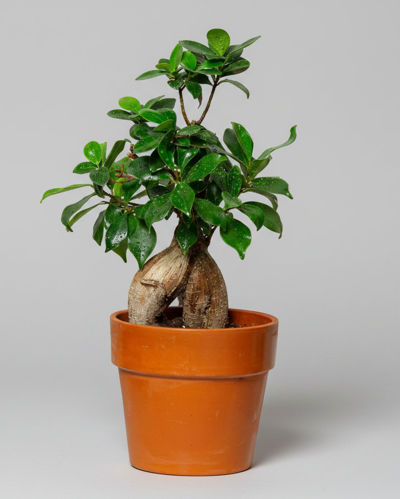 Bonsai com Vaso de Cerâmica