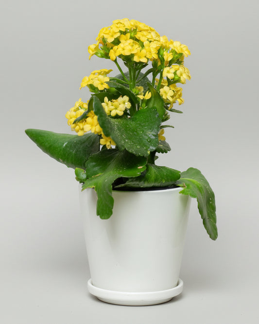 Flor da fortuna