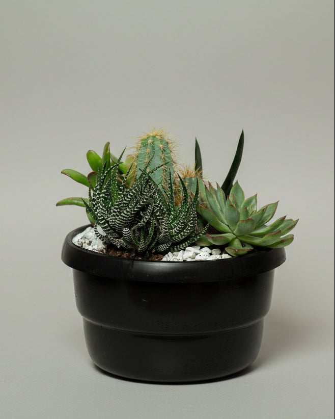 Suculenta