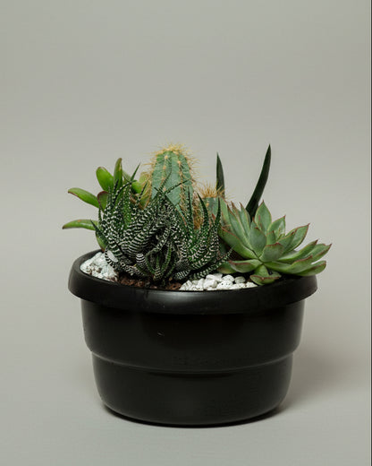 Suculenta