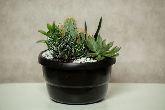 Suculenta com vaso de plastico